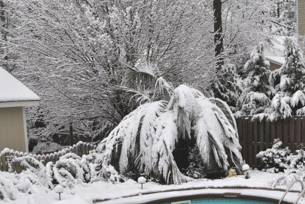 Comment protéger son palmier en pot pendant l'hiver?